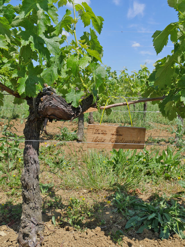 Виноградник на урожай